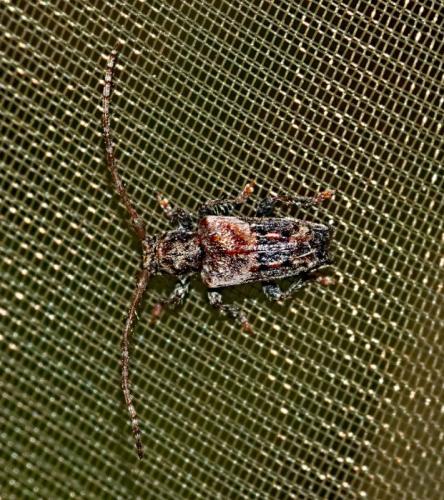 Réf. 343 110 : Pogonocherus hispidus